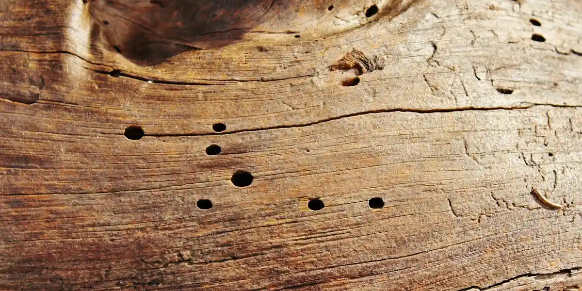 Close-up of weathered wood with small, round holes resembling worm marks, suggesting a solemn message in biblical dream interpretation.