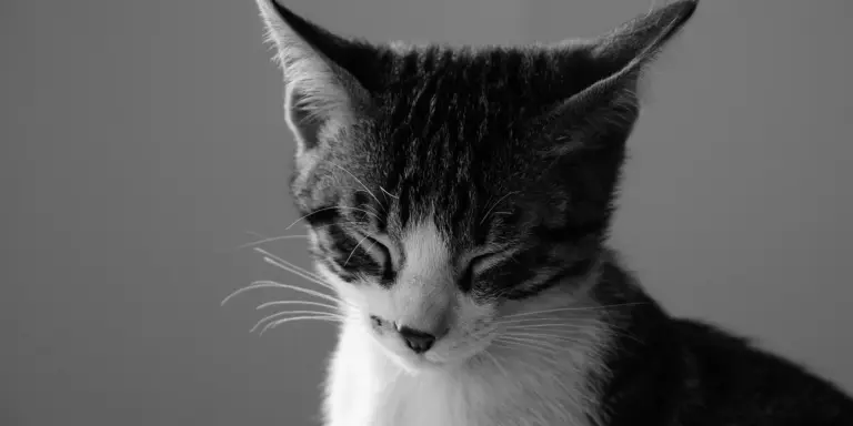 Close-up of a black-and-white cat with a calm, contemplative expression.