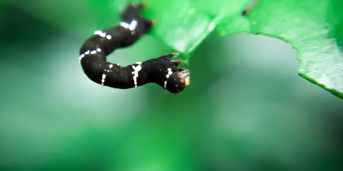 Close-up of a small black caterpillar with white bands on a green leaf.
