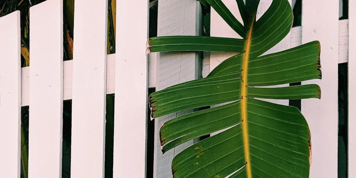 White wooden fence with vertical slats and a broad green tropical leaf resting against it