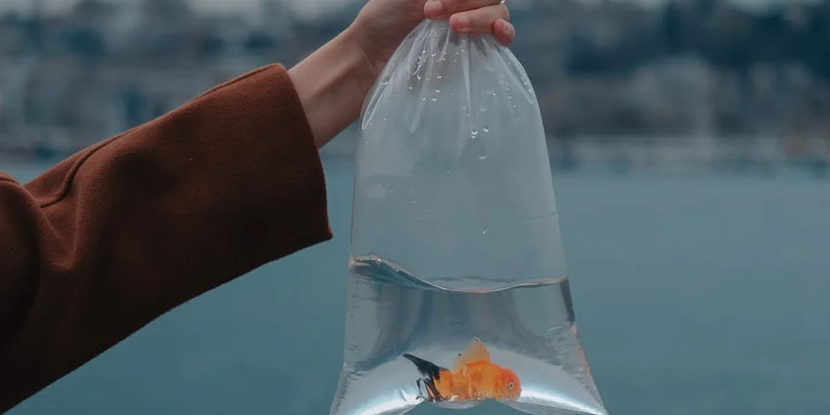 A hand holds a transparent plastic bag containing a goldfish, held over a calm body of water.