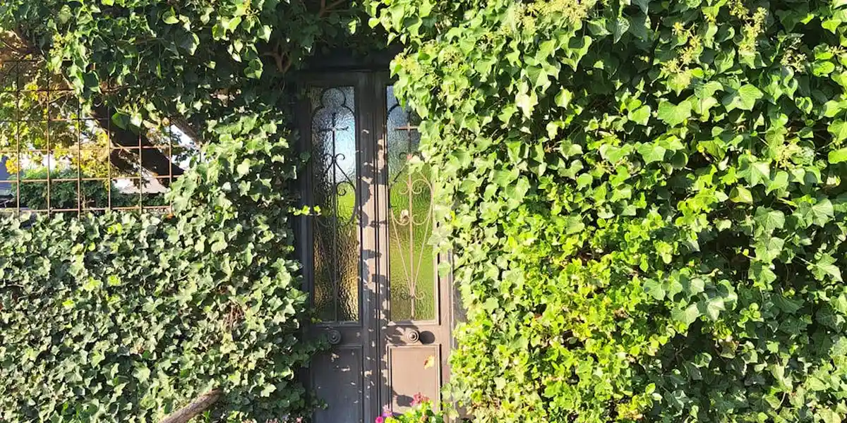 A wooden door partially obscured by thick green ivy, suggesting hidden spaces behind the wall.