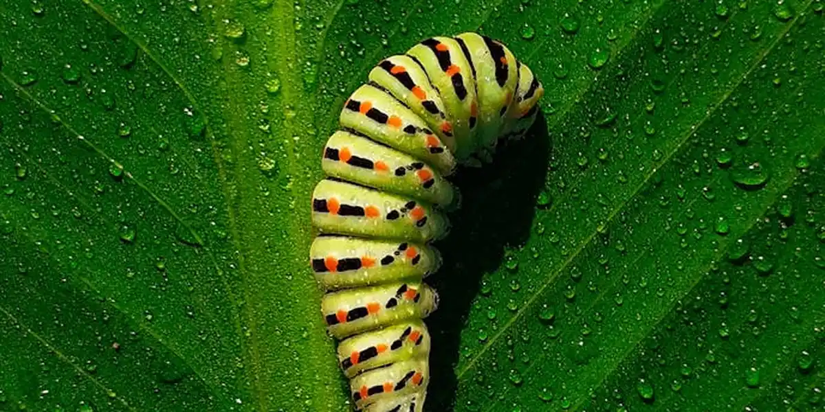 Close-up of a striped caterpillar resting on a dew-speckled green leaf.