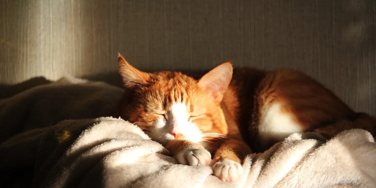 Orange tabby cat sleeping on a soft blanket with gentle sunlight.