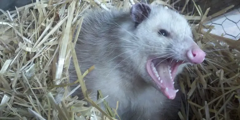 A snarling opossum in a straw nest, showing teeth in a defensive posture.