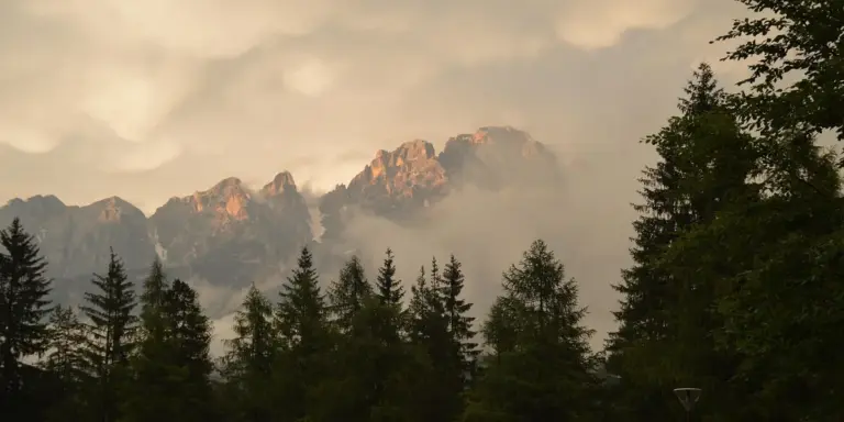 Mist-covered mountain landscape with tall pine trees, suggesting renewal and purification