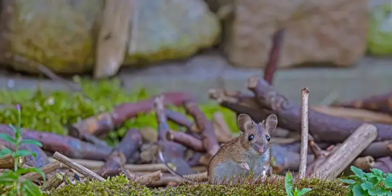 A small brown mouse standing on the ground among twigs and green plants in a natural outdoor setting.