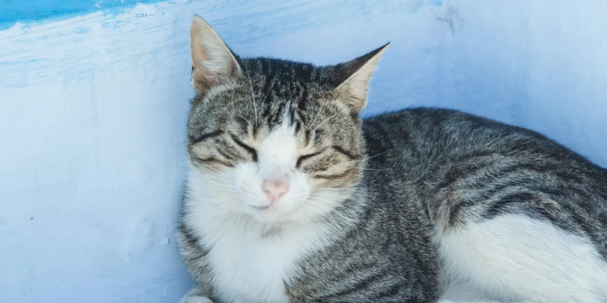 A gray and white tabby cat sleeping against a light blue wall
