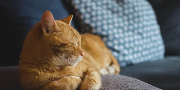 Orange tabby cat sleeping on a gray couch with a blue patterned pillow in the background