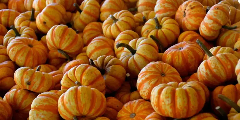 A dense arrangement of small orange pumpkins symbolizing nourishment, harvest, and abundance.
