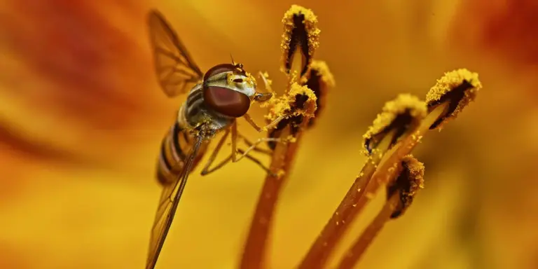 Close-up of a fly perched on yellow flower stems against a warm golden background.