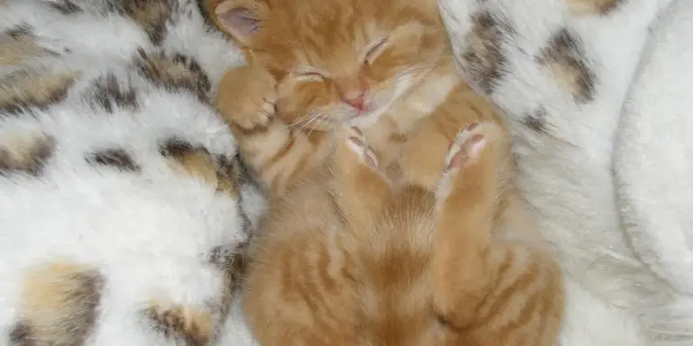A young orange kitten sleeping with paws tucked in on a soft, fluffy blanket.