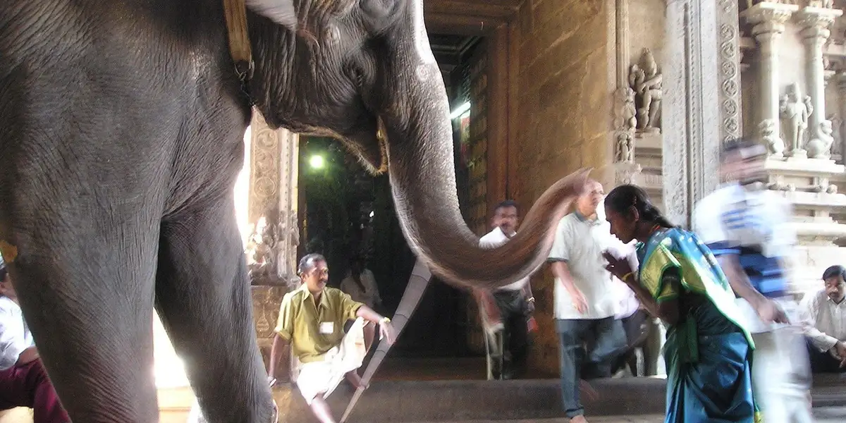 An elephant in a temple corridor with visitors, symbolizing spiritual awakening in Hindu dream interpretation.