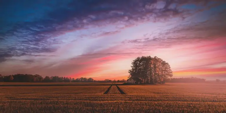 Sunrise over a golden field with furrows and a cluster of trees on the horizon, bathed in pink and orange light.