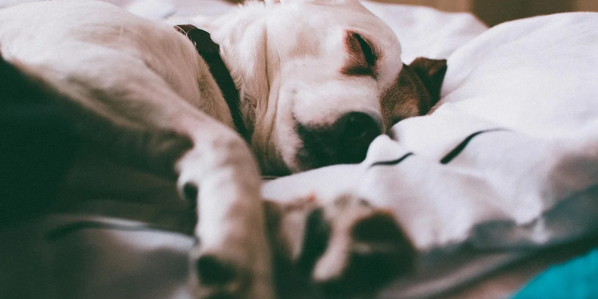 Light-colored dog sleeping peacefully on a soft white blanket.