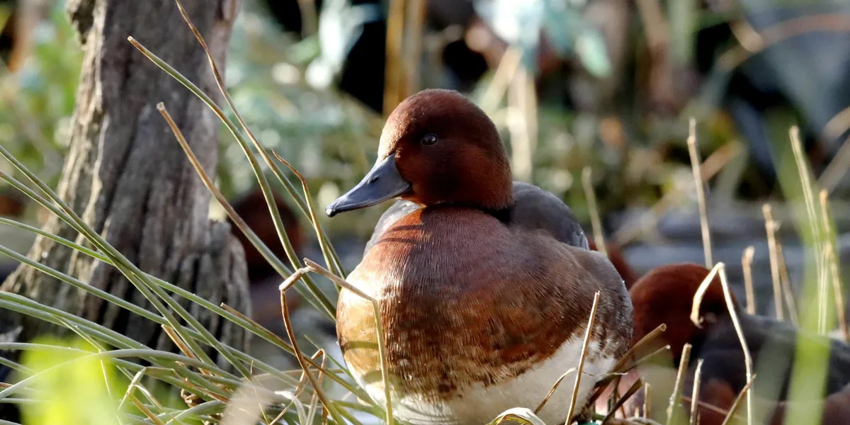 Brown duck among reeds and branches in a natural setting