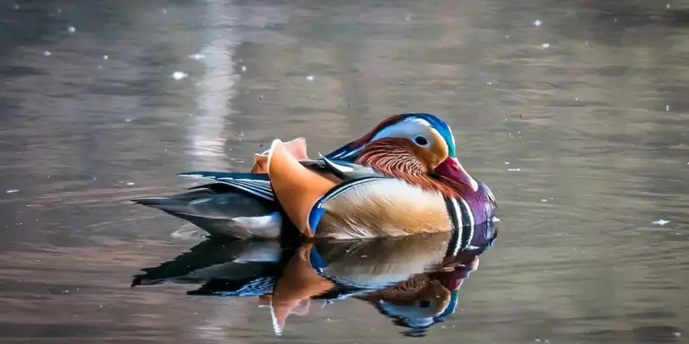 A colorful duck gliding on a calm pond with its reflection visible on the water.