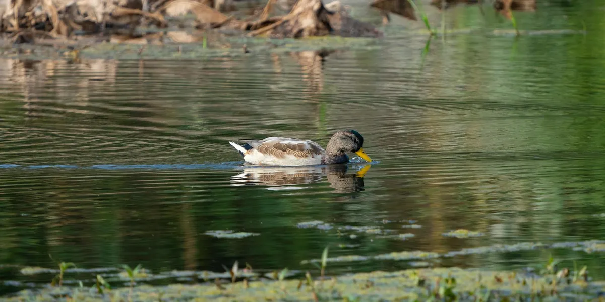 A duck gliding on a calm pond, with reflections in the water