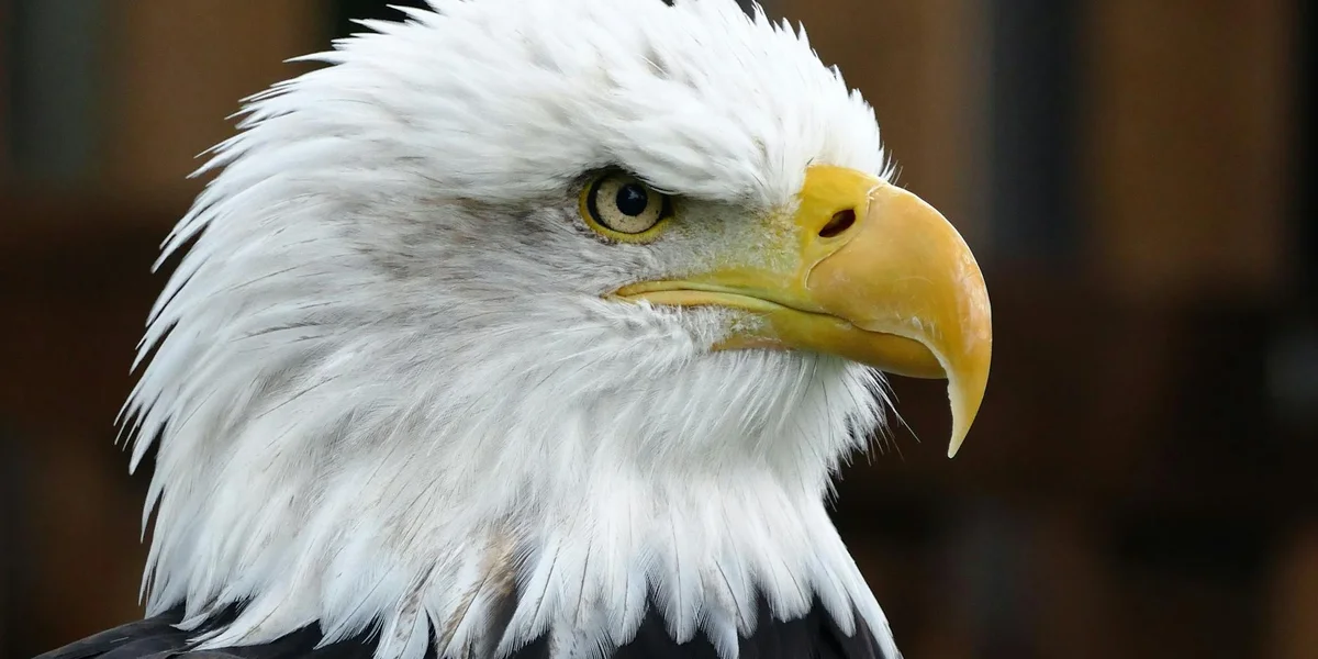 Close-up of a bald eagle's head with white feathers and a yellow beak, gazing intently to the right.