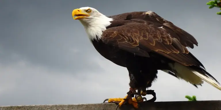 A majestic bald eagle perched on a rocky ledge, with a cloudy sky in the background.