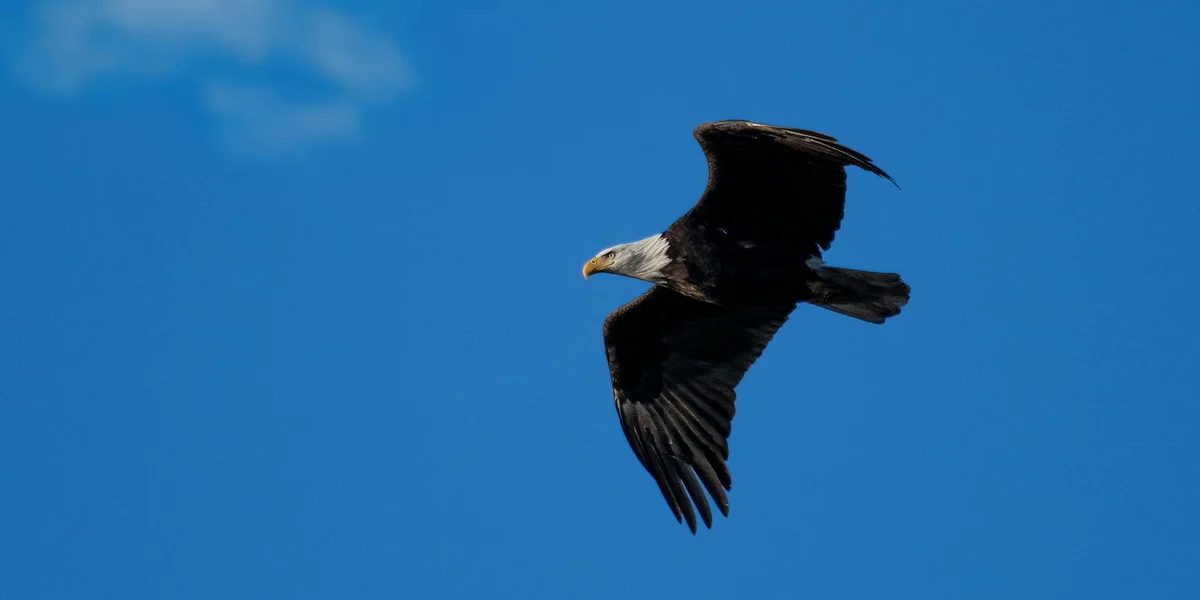A majestic eagle soaring through a clear blue sky