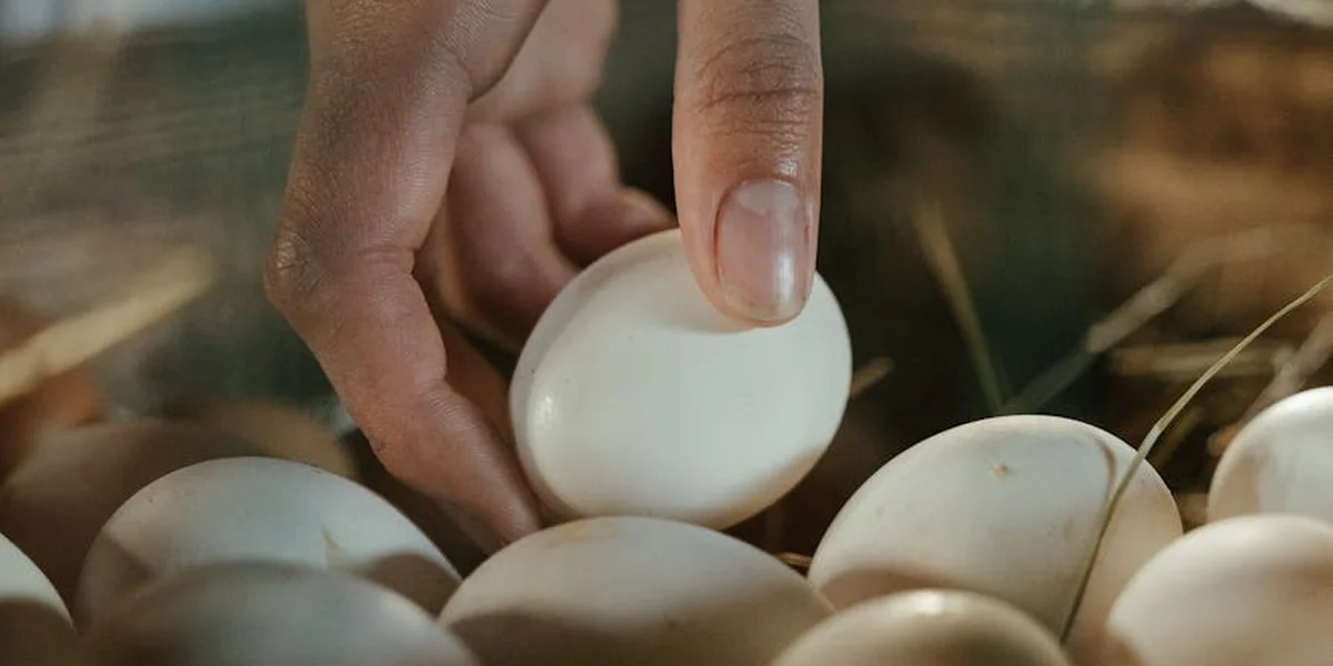 A close-up of a hand picking up a white egg among several eggs.
