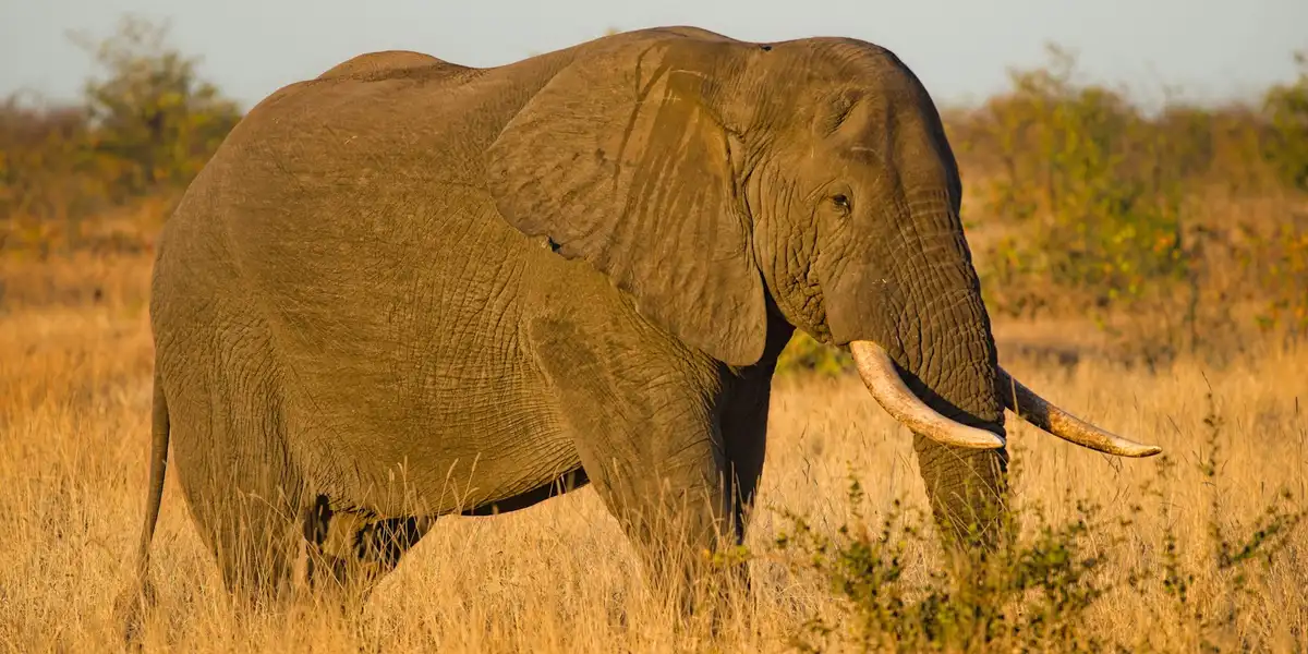 An African elephant walking through dry grass on a sunlit savannah, with warm golden tones and long tusks.