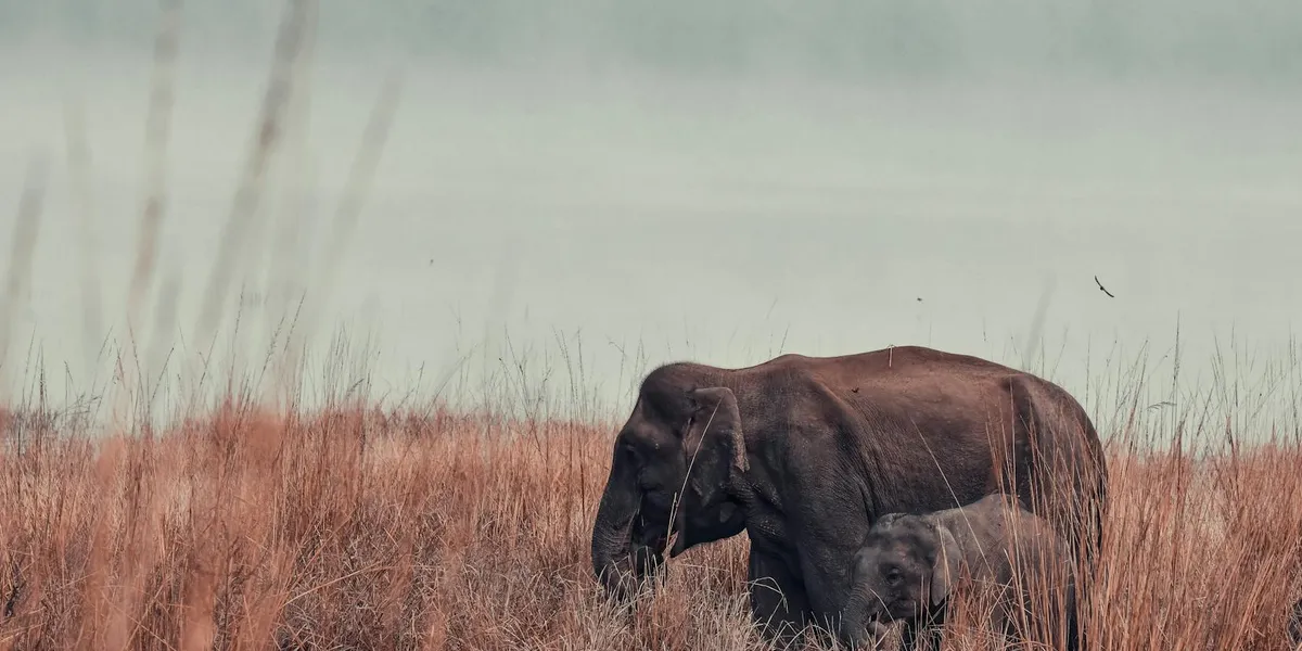 An adult elephant and a calf walking through tall, dry grass in a wide savanna.