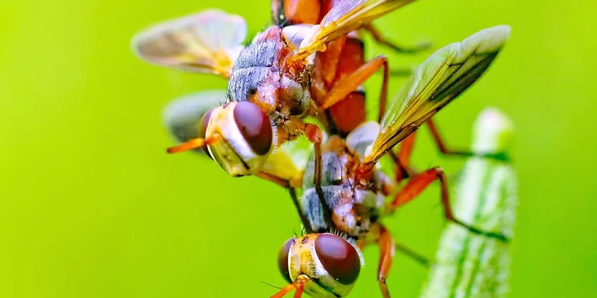 Macro photograph of several flies clustered on a plant against a vivid lime-green background, highlighting detailed eyes and delicate wings.