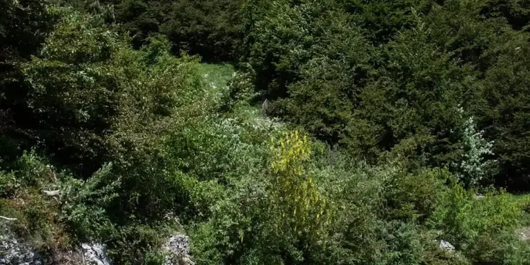 Dense green forest with layered trees and undergrowth, a quiet natural landscape.