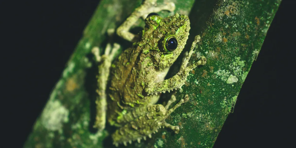 Close-up of a textured green frog clinging to a moss-covered leaf, symbolizing transformation and spiritual meaning in dreams.