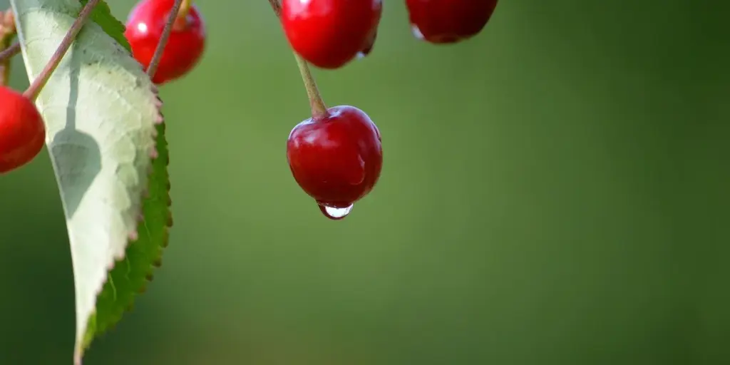 The Spiritual Meaning of Fruits in Dreams