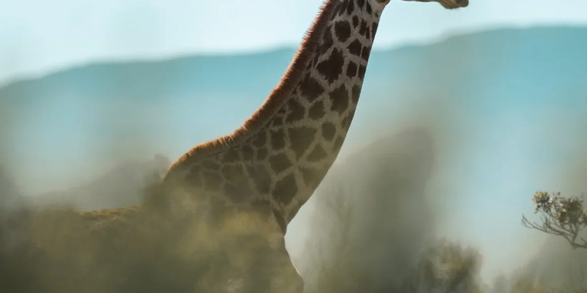 A giraffe's long neck and head rise above the blurred savanna, symbolizing a spiritual messenger guiding personal growth and expanded perspective.