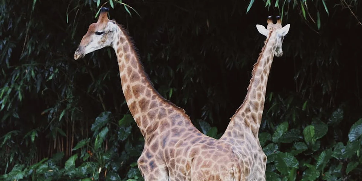 Two giraffes standing among dense green foliage with spotted coats, illuminated by soft light.
