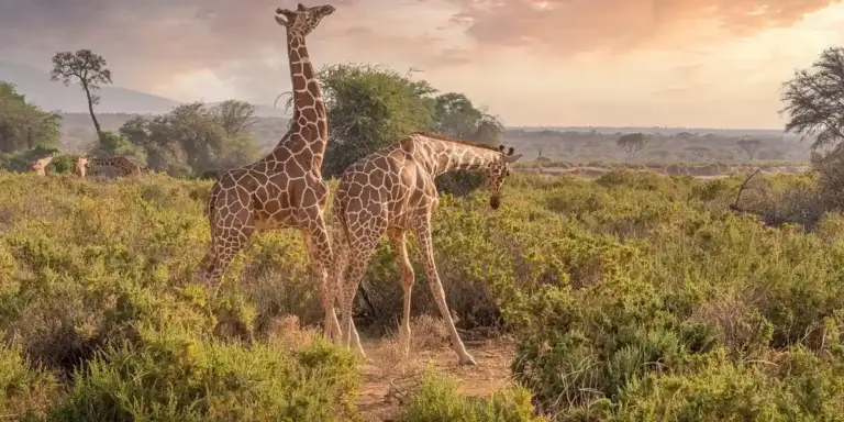 Two giraffes standing in a sunlit savannah with shrubs and scattered trees and a soft pink-orange sky.