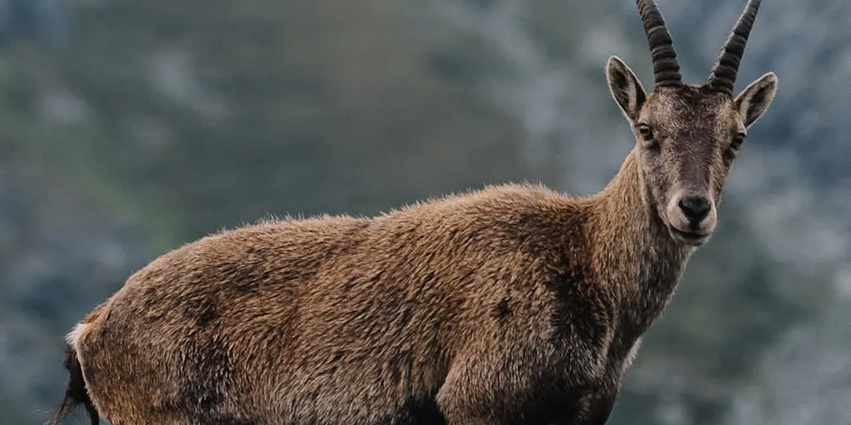 A lone goat standing on rocky hills, looking toward the camera