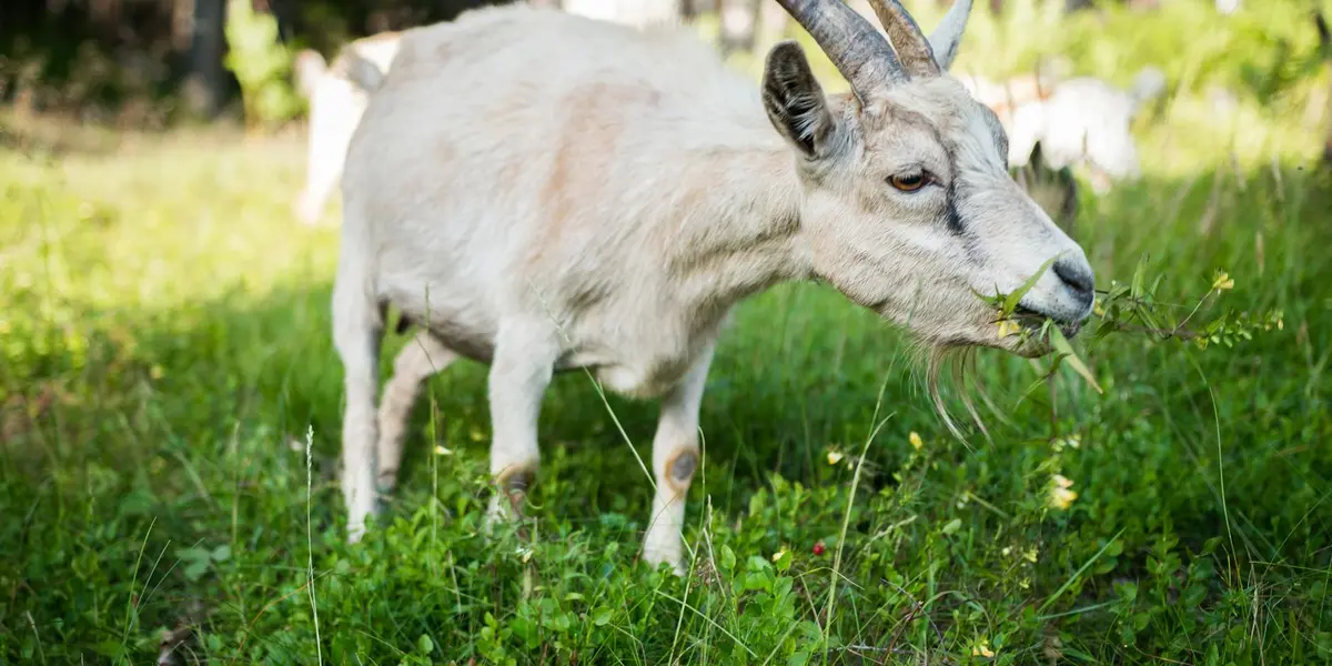 White goat grazing in a sunlit meadow, symbolizing pastoral imagery in biblical and cultural dream interpretations.