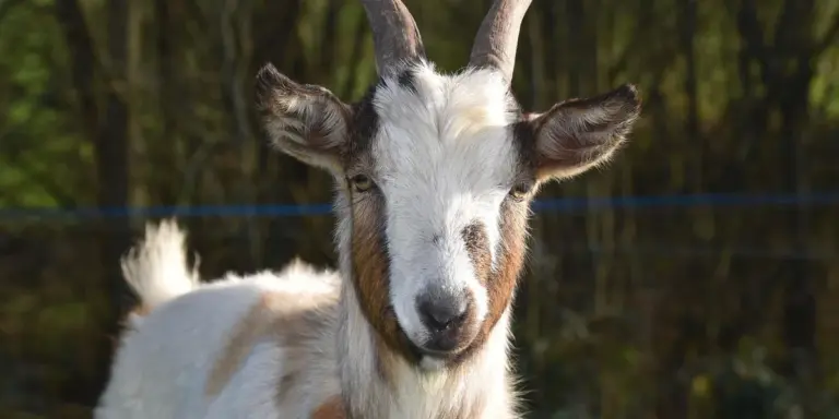 A white and brown goat standing outdoors in a forested setting with ears perked up
