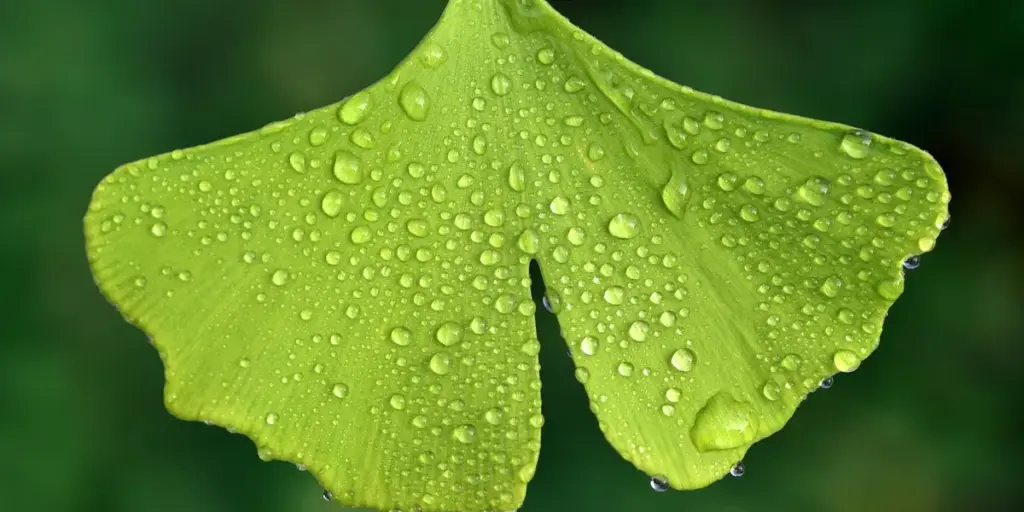 Spiritual Meaning of Green in Dreams: Growth, Healing, and Insight