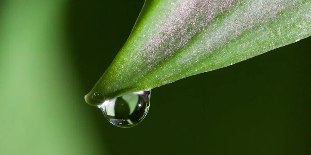 Close-up of a vibrant green leaf with a single dew drop hanging from its tip