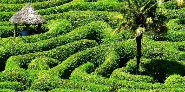A lush green hedge maze with winding paths, a small thatched roof hut, and a tall palm tree, representing confusion and getting lost in a dream.