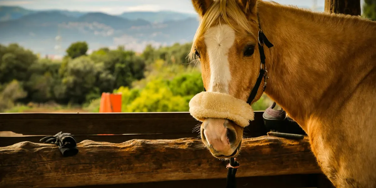 Close-up of a chestnut horse peering over a wooden fence in a sunlit paddock, symbolizing freedom and inner strength.
