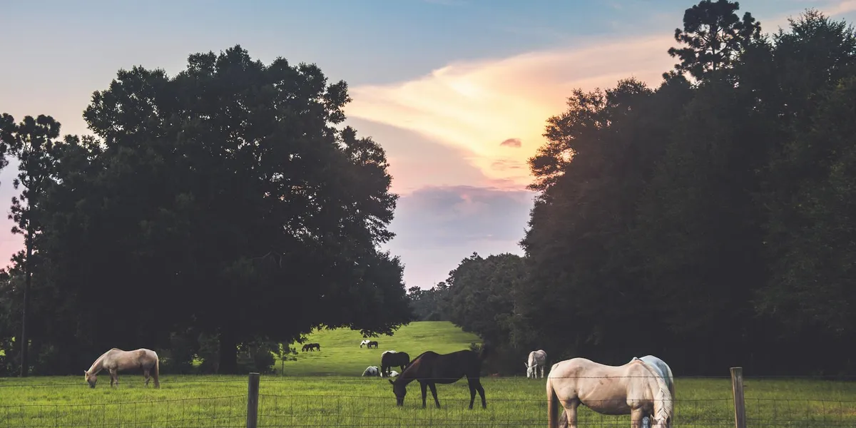 Several horses grazing in a meadow at sunset, framed by tall trees on both sides.