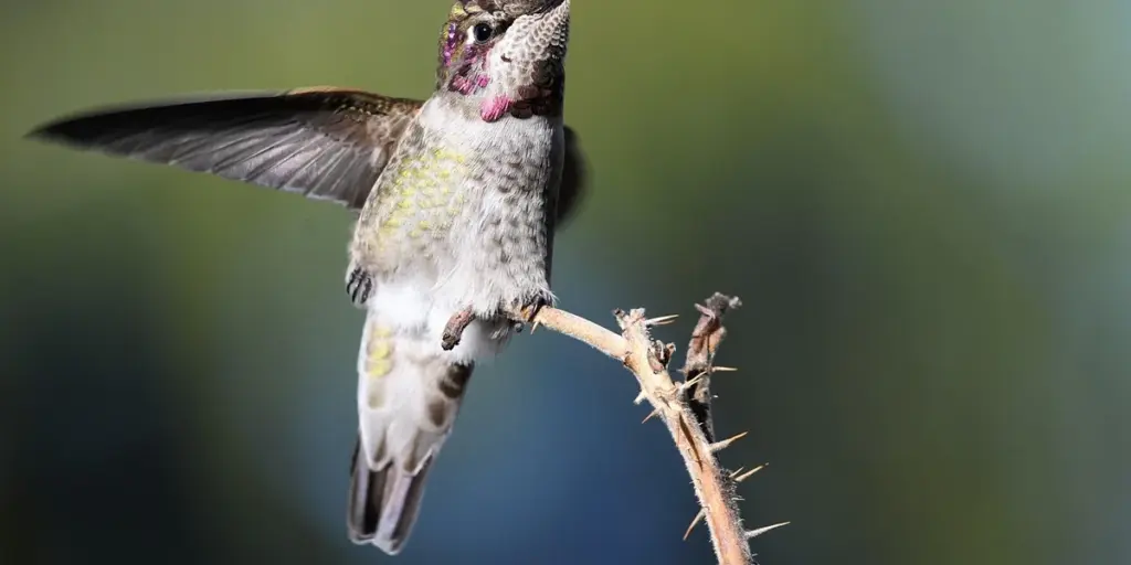 Spiritual Meaning of Hummingbirds in Dreams