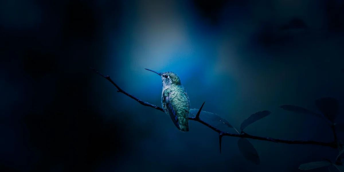 A blue-green hummingbird perched on a thin branch against a moody, dark blue background.