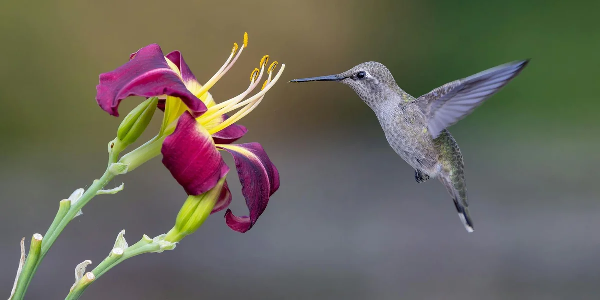 Hummingbird hovering beside a bright magenta flower with a blurred green background.