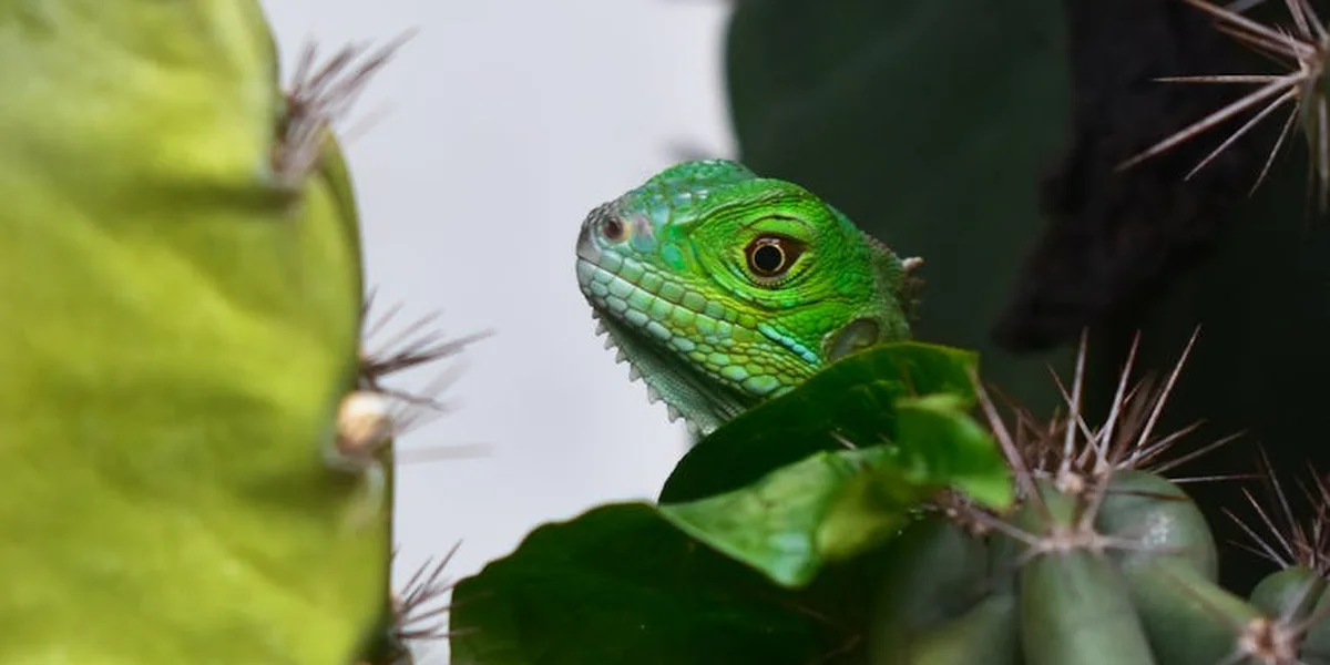 Close-up of a bright green iguana peering from behind broad cactus leaves, showcasing textured scales and an alert eye.