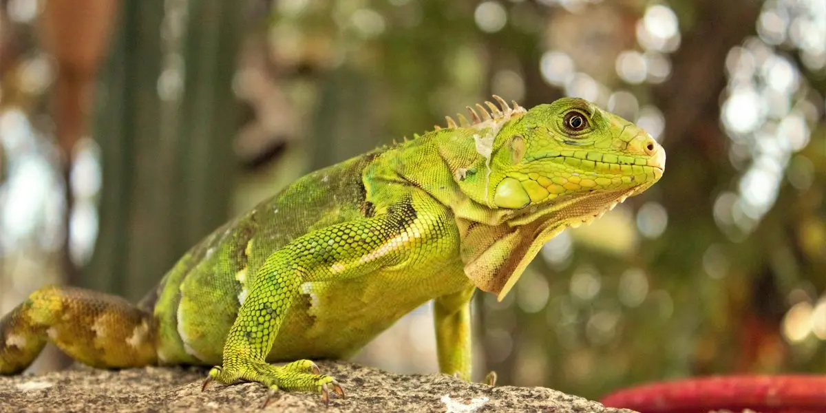 Bright green iguana resting on a branch in a sunlit, leafy setting, shown in profile.