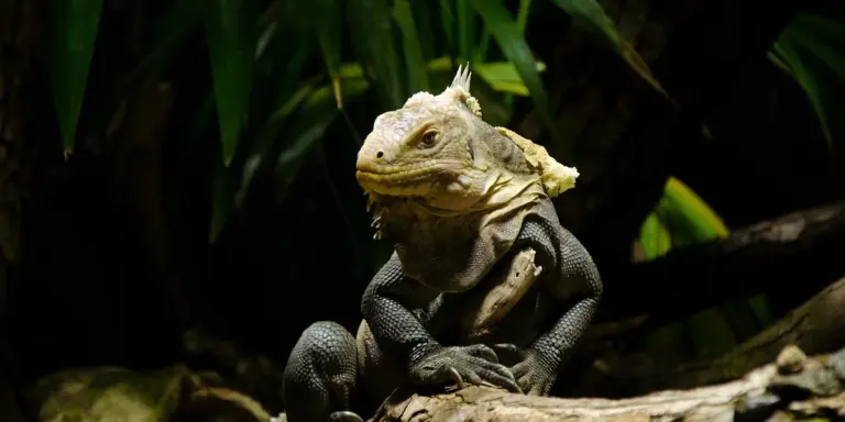 Close-up of a beige iguana perched on a branch in a dim, leafy setting.