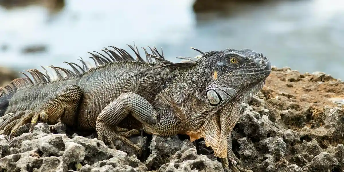 A large iguana with a spiny back rests on rugged rocks by the water, sunlight highlighting its textured skin.
